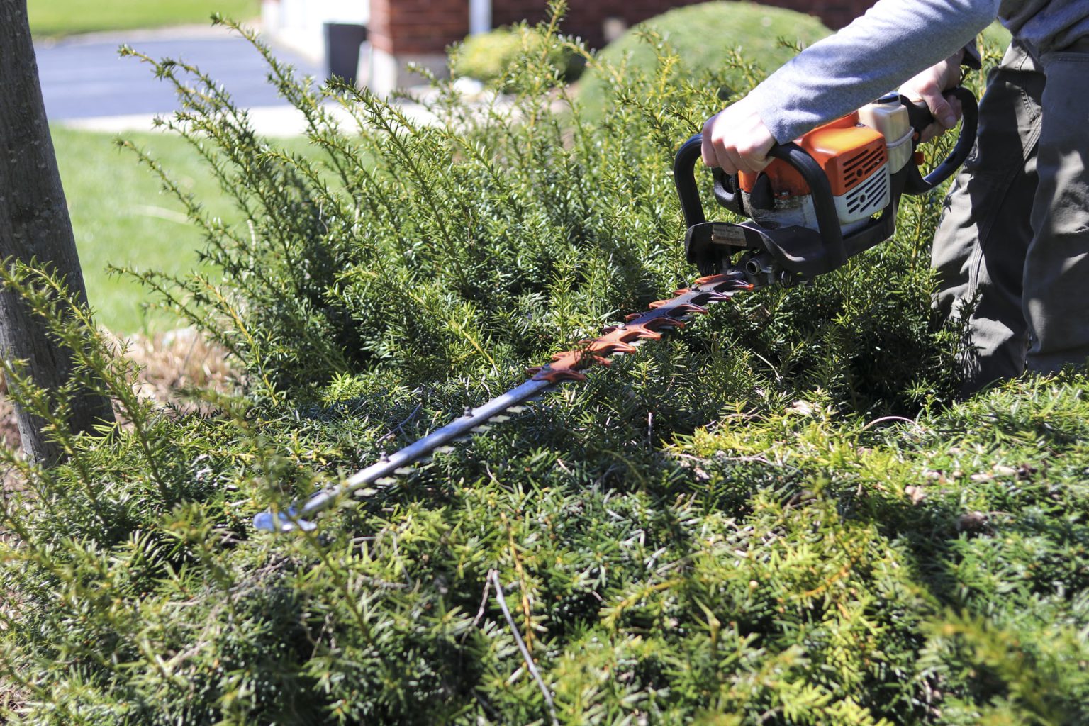 A group of yew shrubs being pruned using a hedge trimmer
