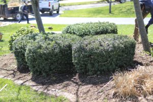 A group of yew shrubs that have been pruned into mounded forms