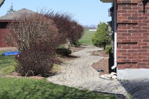 A row of mature shrubs along a path next to a home showing how the plant growth looks before being pruned