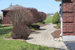 A row of mature shrubs along a path next to a home that have been neatly pruned
