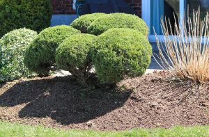 A lavender plant being pruned using a hedge trimmer