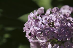 A close-up of a lilac bloom