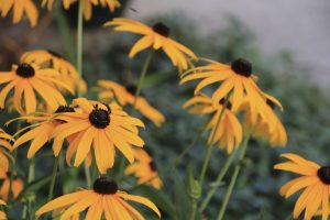 A group of black-eyed Susan flowers