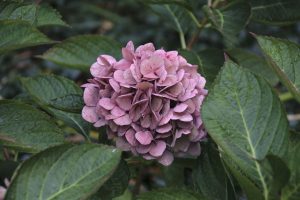 A pink hydrangea flower among green foliage