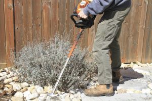 A lavender plant being pruned using a hedge trimmer