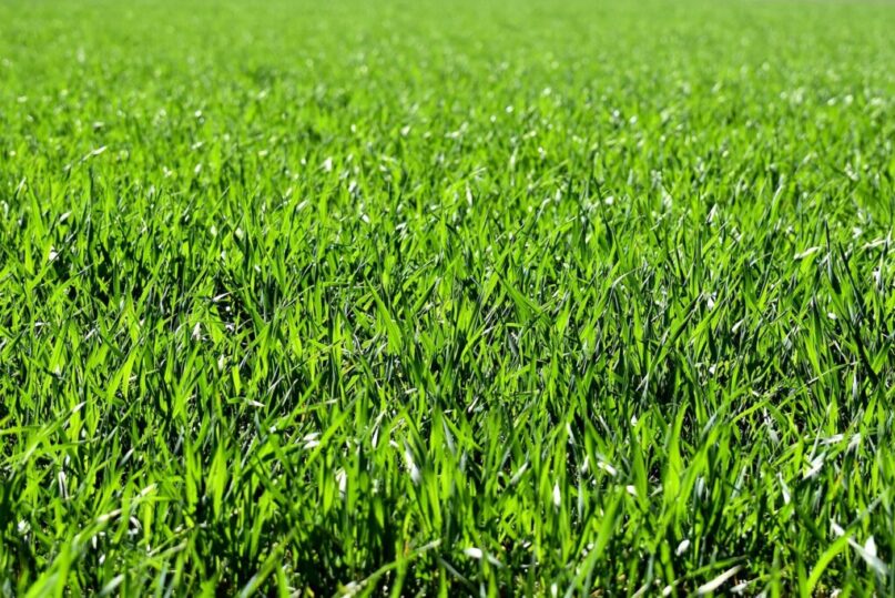 lush green lawn southwestern ontario