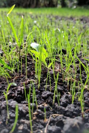new grass seedlings germination closeup