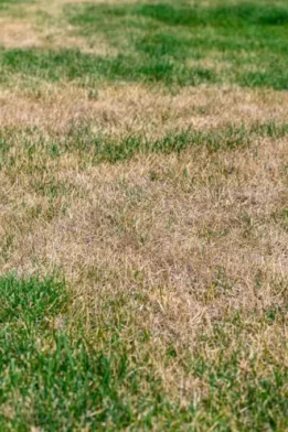 lawn blog 2