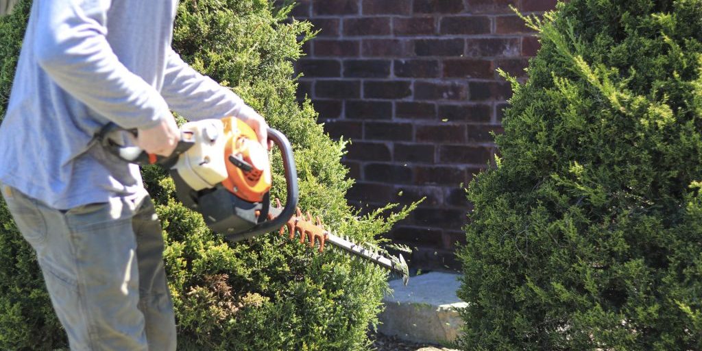 Pruning Perennial Plants