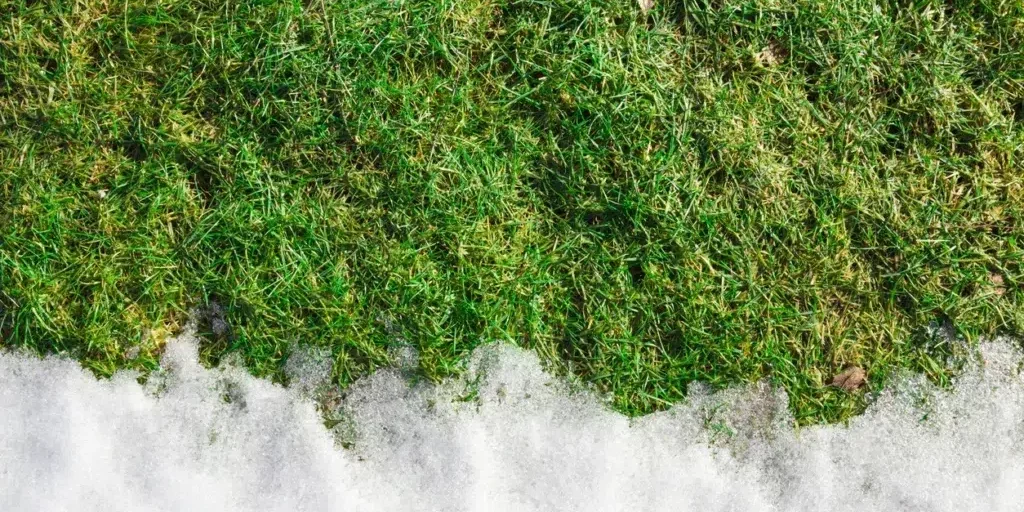 green lawn exposed as snow melts